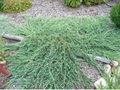 Можжевельник горизонтальный 