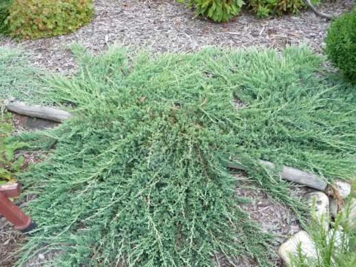 Можжевельник горизонтальный Можжевельник горизонтальный