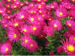 Астра ново-бельгийская 