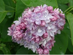 Сирень обыкновенная 