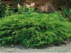 Микробиота перекрестнопарная (Контейнер 2,0л.)