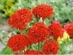 Лихнис халцедонский (Контейнер 1,5л.)