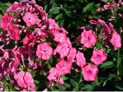 Флокс метельчатый 