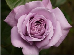 Роза чайно-гибридная 