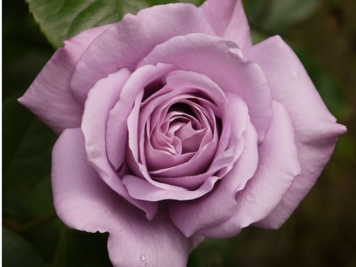 Роза чайно-гибридная Роза чайно-гибридная