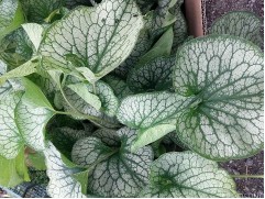 Бруннера крупнолистная 