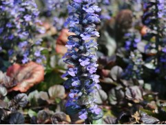 Живучка ползучая 