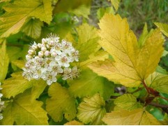 Пузыреплодник калинолистный Пузыреплодник калинолистный