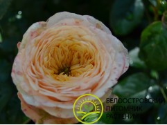 Роза чайно-гибридная 