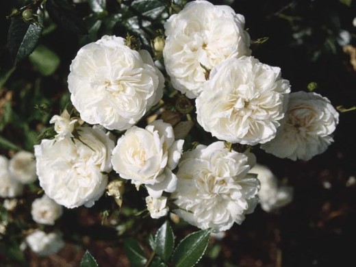 Роза штамбовая Роза штамбовая