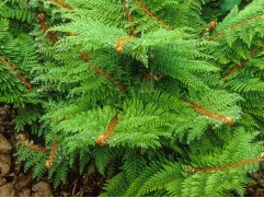 Кочедыжник щетинконосный 