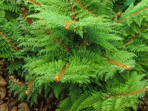 Кочедыжник щетинконосный Кочедыжник щетинконосный