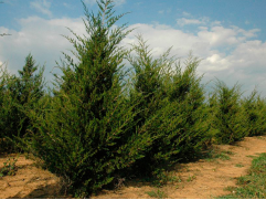 Можжевельник виргинский 
