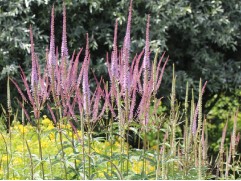 Вероникаструм виргинский 