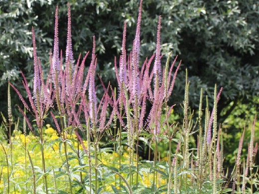 Вероникаструм виргинский Вероникаструм виргинский