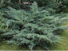 Можжевельник виргинский 