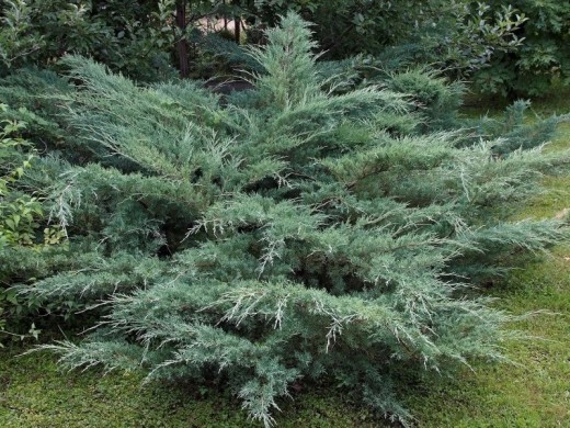 Можжевельник виргинский Можжевельник виргинский