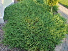 Можжевельник горизонтальный 