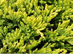 Можжевельник горизонтальный 