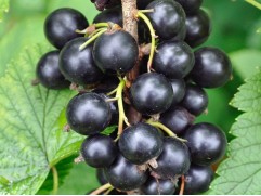 Смородина черная 