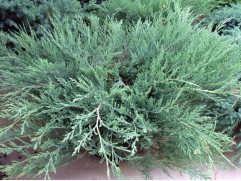 Можжевельник горизонтальный 