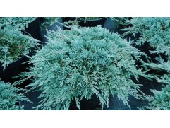 Можжевельник горизонтальный 