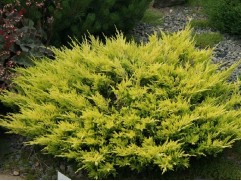 Можжевельник горизонтальный 