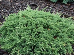 Можжевельник горизонтальный 