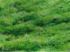 Можжевельник казацкий 