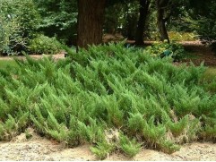 Можжевельник казацкий 