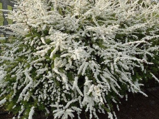 Спирея серая Спирея серая