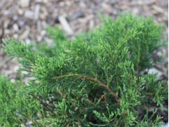 Можжевельник казацкий 