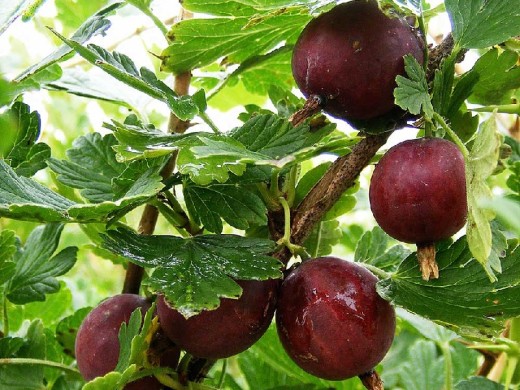 Крыжовник Крыжовник