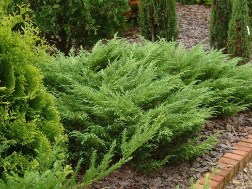 Можжевельник казацкий Можжевельник казацкий