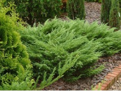 Можжевельник казацкий 