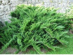 Можжевельник казацкий 