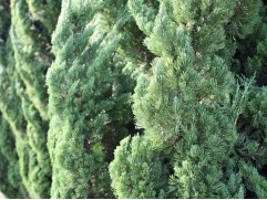 Можжевельник китайский 