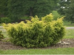 Можжевельник китайский 