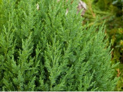 Можжевельник китайский 