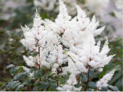 Астильба японская 