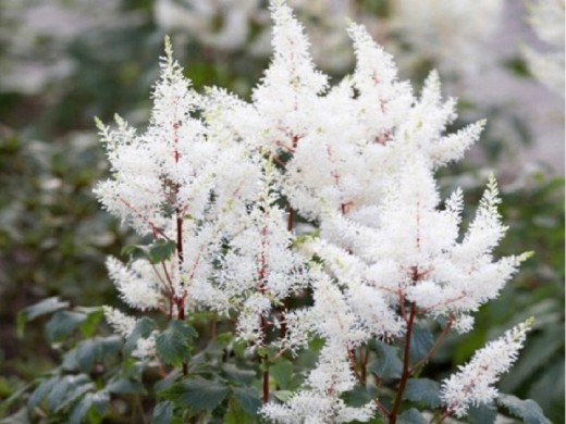 Астильба японская Астильба японская