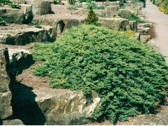 Можжевельник лежачий 