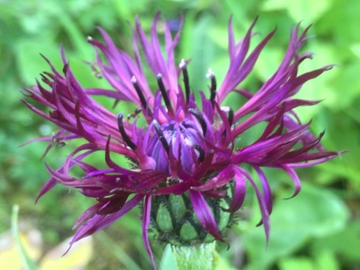 Василек горный Василек горный