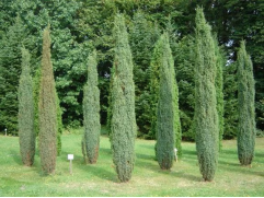 Можжевельник обыкновенный 