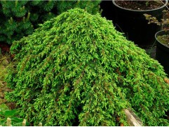 Можжевельник обыкновенный Можжевельник обыкновенный