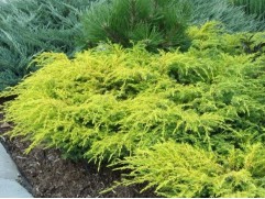 Можжевельник обыкновенный 