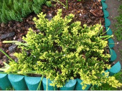 Можжевельник обыкновенный Можжевельник обыкновенный