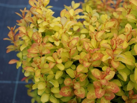 Барбарис Тунберга Барбарис Тунберга