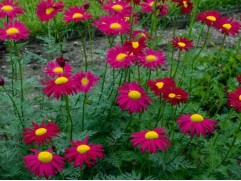 Пижма красная 