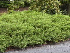 Можжевельник обыкновенный 